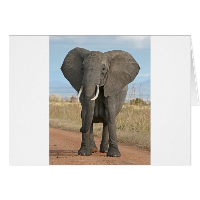Safari Afrikanska Djungel Ödets Djur Elefanter Hälsningskort (Framsidan Horizontal)