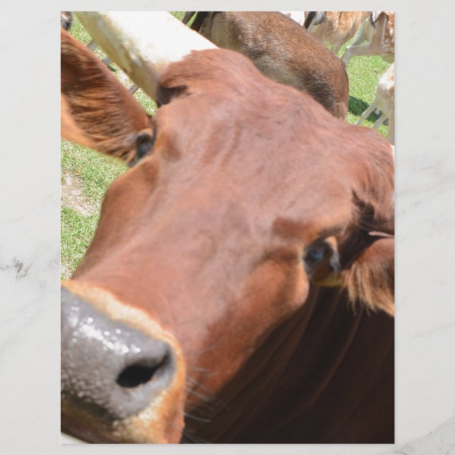 Safari Brown Cow (Framsida)