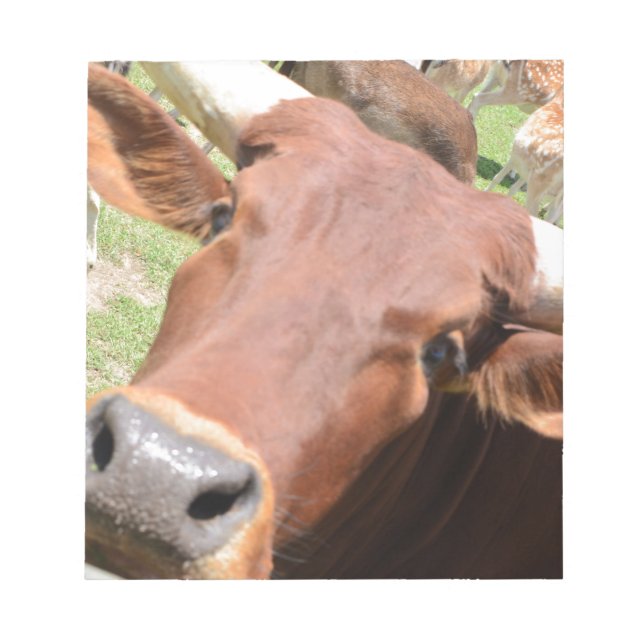 Safari Brown Cow Anteckningsblock (Framsida)