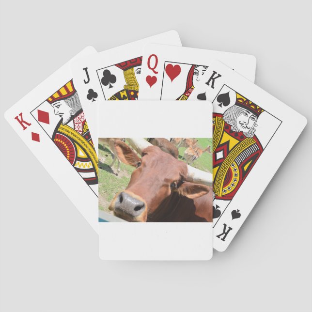Safari Brown Cow Casinokort (Baksidan)