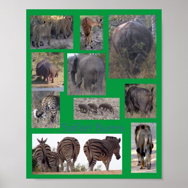 Safari Bums Affisch (Framsidan)