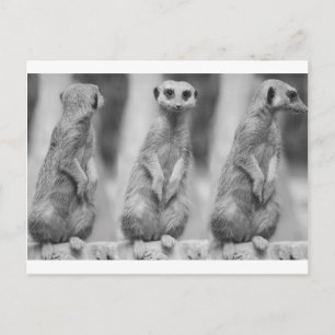 Safari Cute African Classy Suricate Meerkat Vykort