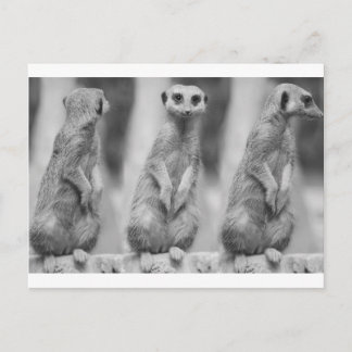 Safari Cute African Classy Suricate Meerkat Vykort
