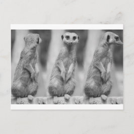Safari Cute African Classy Suricate Meerkat Vykort