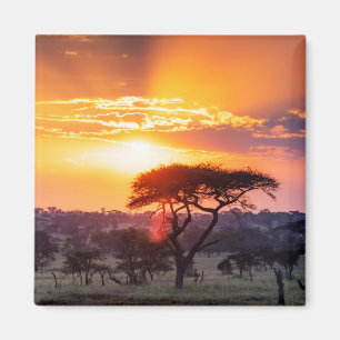 Safari i nationalparken Serengeti Magnet