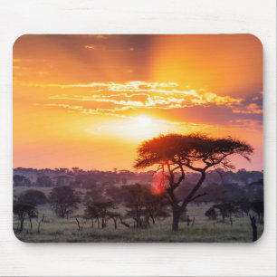 Safari i Serengeti nationalpark Musmatta