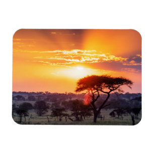 Safari i Serengetis nationalpark Magnet
