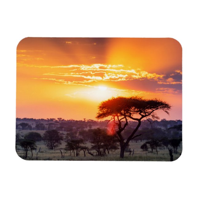 Safari i Serengetis nationalpark Magnet (Horisontell)