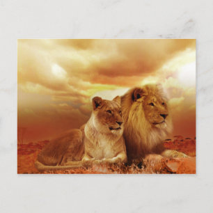 safari lejon vykort