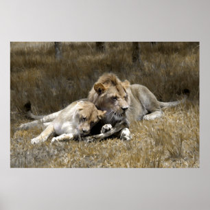 Safari-Lejont koppla ihop Poster