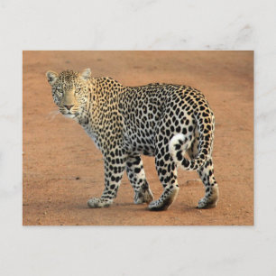 Safari Leopard är tillbaka på dig Vykort