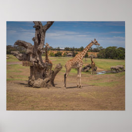 Safari Wildlife Giraffes and Rhinos on Open Plains Poster