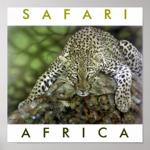 Safariafrika Poster