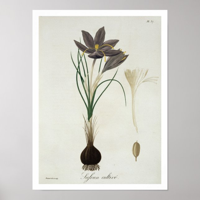Saffron Crocus från "Phytographie Medicale" av Jos Poster (Framsidan)