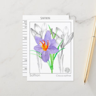 Saffron Crocus Herb Plant Materia Medica Vykort
