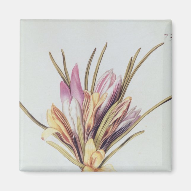 Saffron eller Crocus, från "La Guirlande de Julie" Magnet (Framsidan)