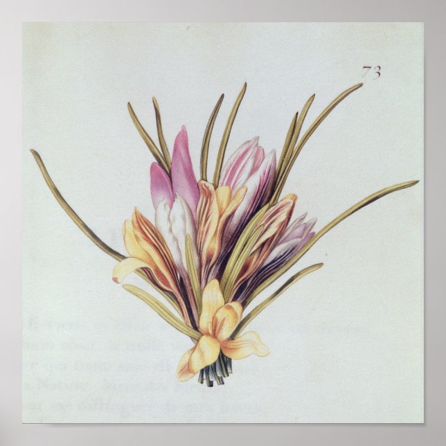Saffron eller Crocus, från "La Guirlande de Julie" Poster (Framsidan)