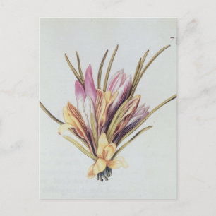 Saffron eller Crocus, från "La Guirlande de Julie" Vykort