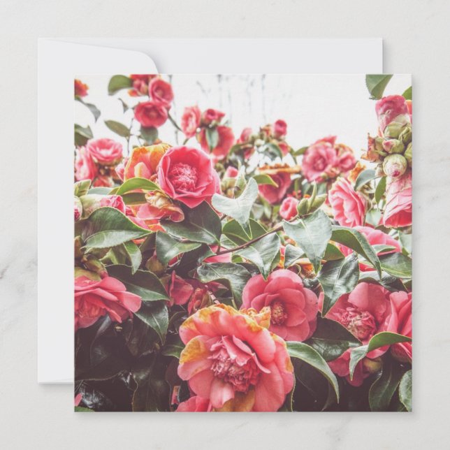 Safir Guld | Fyrkantigt Platt Kort med Kuvert (Framsida)