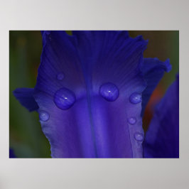 Safir Iris Affisch | Botanisk Makrokonst