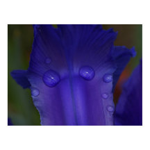 Safir Iris Affisch | Botanisk Makrokonst