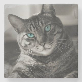 Safir Själ Stilla Blick Tabby Katt Porträtt Sten Stenunderlägg