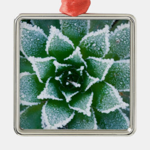 Saftig Hen & Chicks med frost i de tidiga Julgransprydnad Metall
