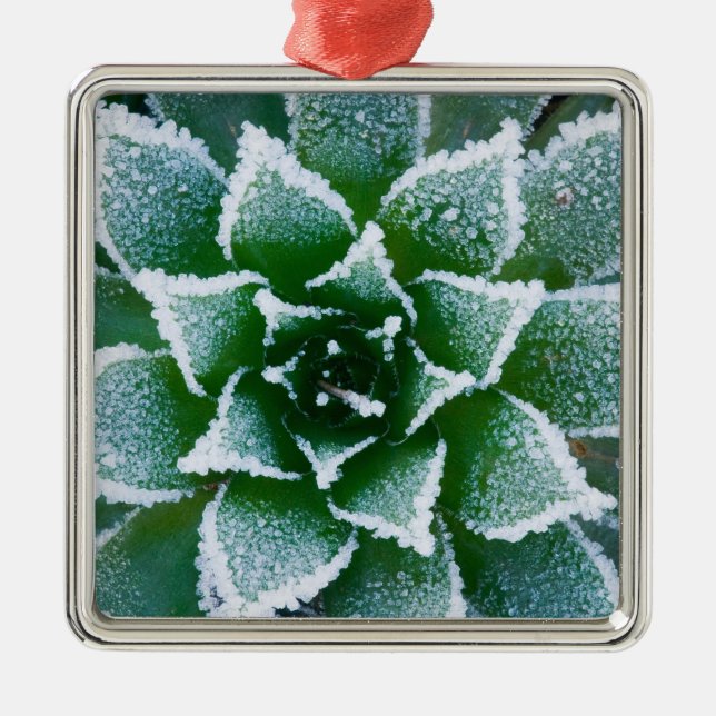 Saftig Hen & Chicks med frost i de tidiga Julgransprydnad Metall (Framsidan)