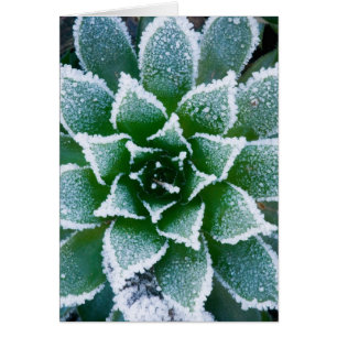 Saftig Hen & Chicks med frost i den tidiga Hälsningskort