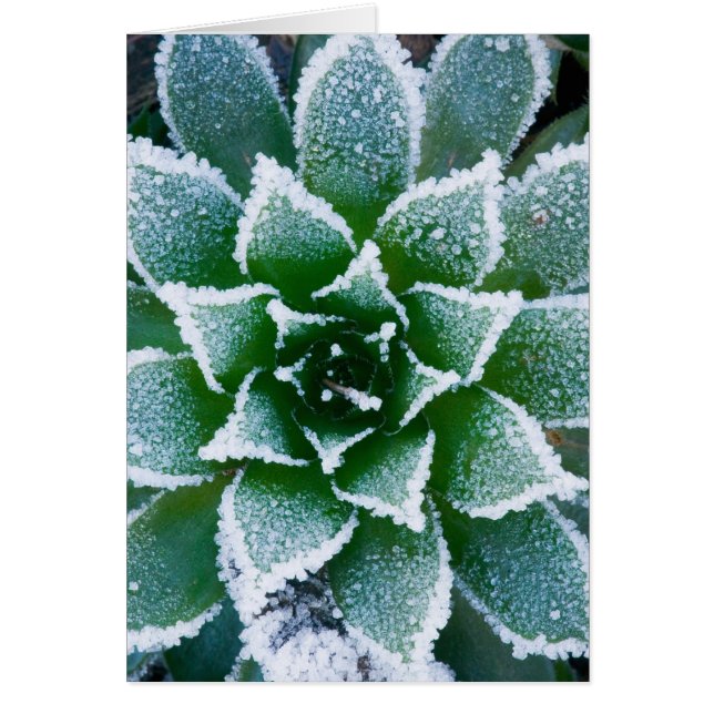 Saftig Hen & Chicks med frost i den tidiga Hälsningskort (Framsidan)