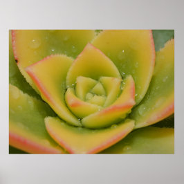 Saftig Väggkonst | Botaniskt Naturtryck