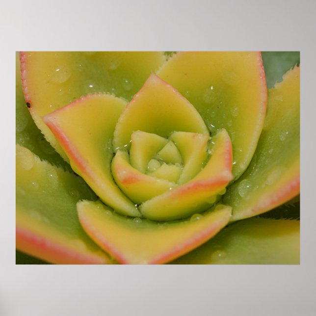 Saftig Väggkonst | Botaniskt Naturtryck (Framsidan)