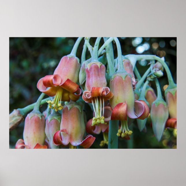 Saftiga Echeveria-blommor Poster (Framsidan)