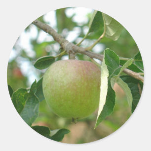 Saftiga gröna Apple Runt Klistermärke
