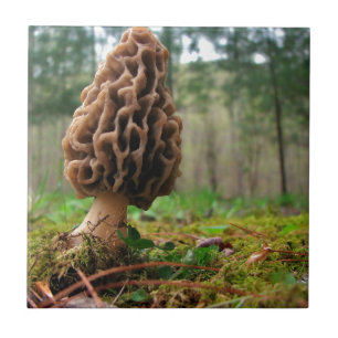 Saftiga Morels Kakelplatta