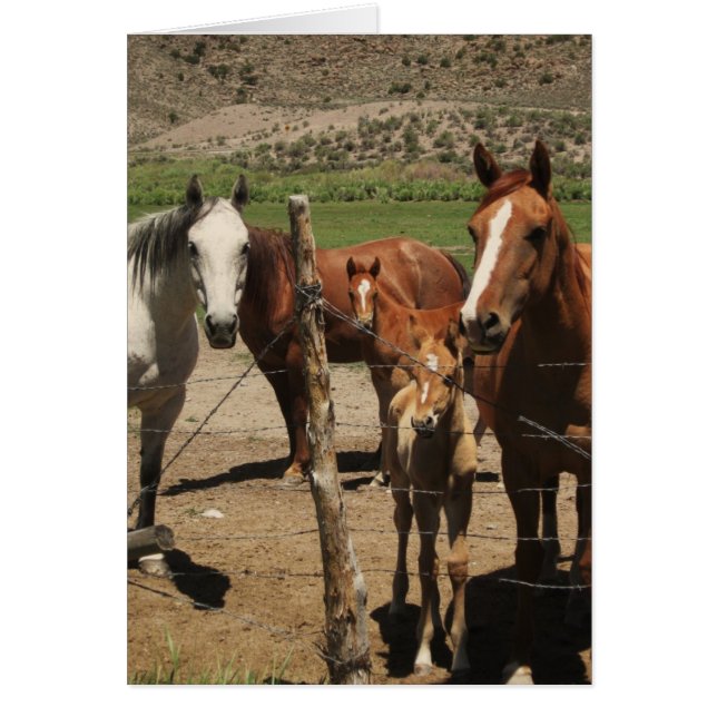 Säg Cheese...! Hälsningskort (Framsidan)