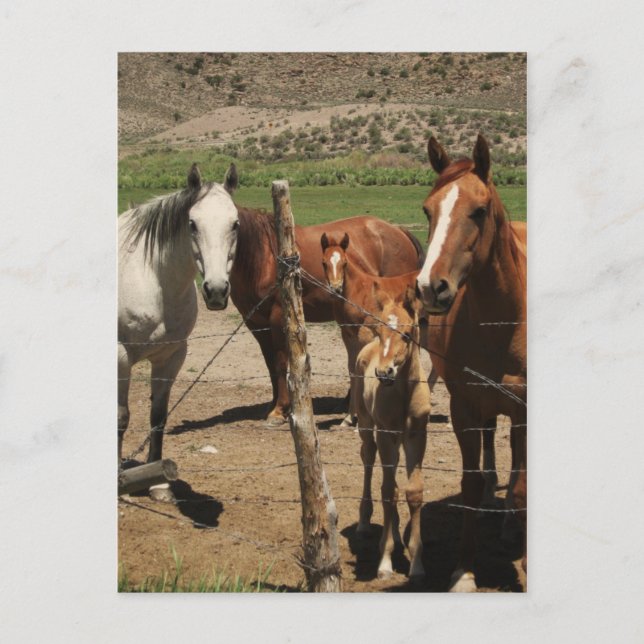 Säg Cheese! : Vykort (Framsida)