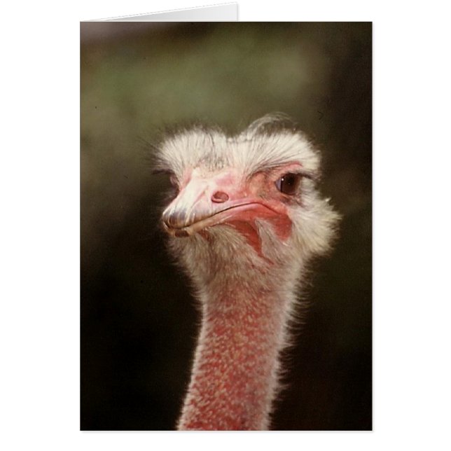 Säg det igen? hälsningskort (Framsidan)