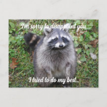 Säg Förlåt Raccoon Apologize