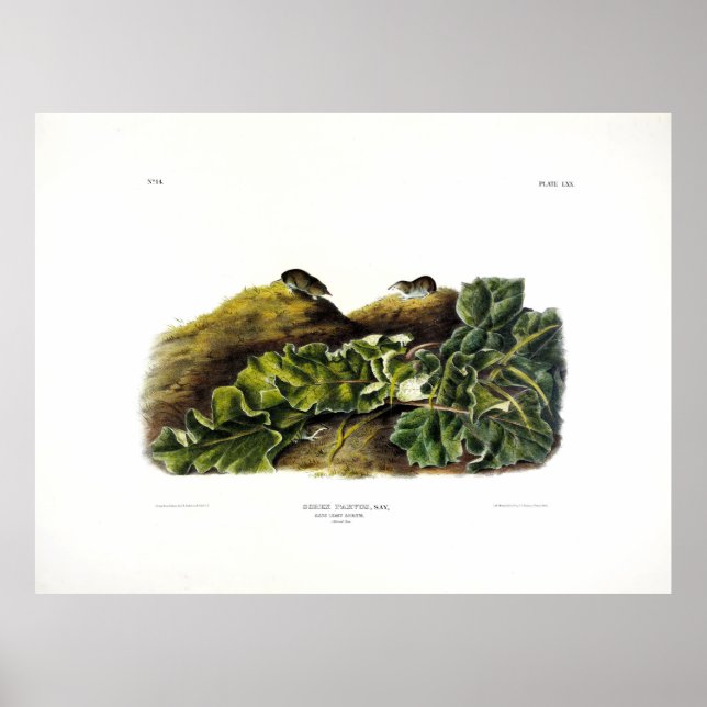 Säg "Least Shrew", eller Nordamerikanska Least Shr Poster (Framsidan)