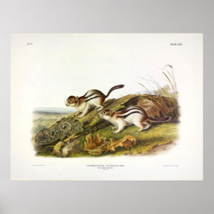 Säg Marmot Squirrel (Golden-mantlad Ground Sqrl) Poster