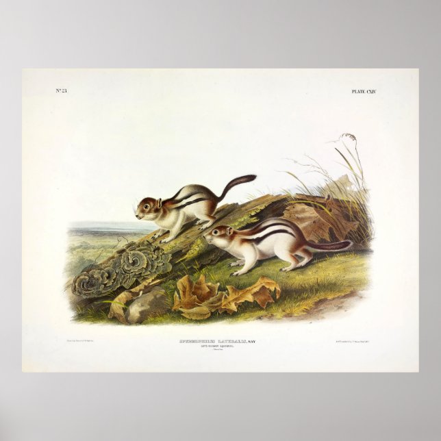 Säg Marmot Squirrel (Golden-mantlad Ground Sqrl) Poster (Framsidan)