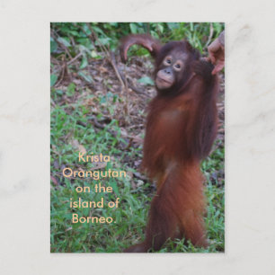 Säg nej till Bullies med Krista orangutan Vykort