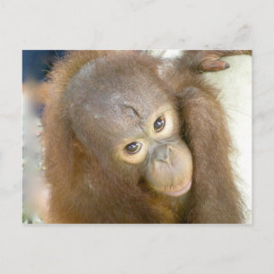 Säg nej till Cruelty Vykort