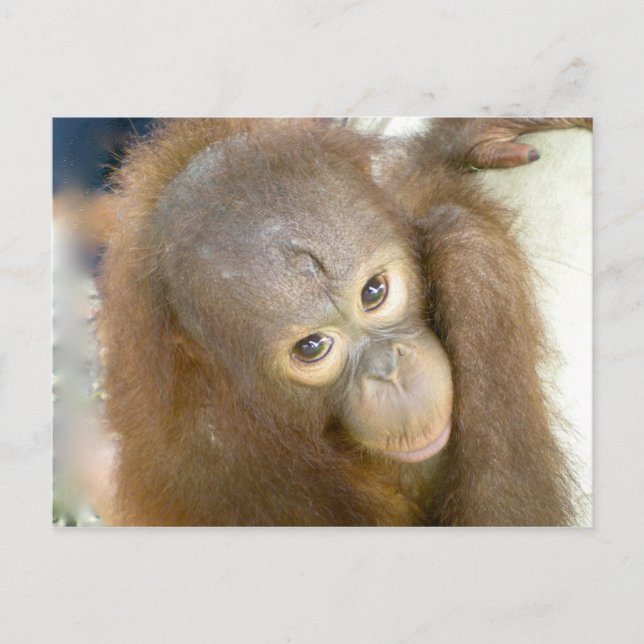 Säg nej till Cruelty Vykort (Framsida)