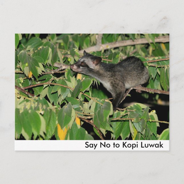 Säg nej till Kopi Luwak vykort (Framsida)