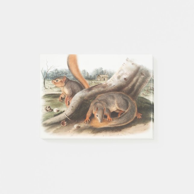 Säg Squirrel Girl Boy Pet Giftssquirrel feeder Post-it Block (Framsida)