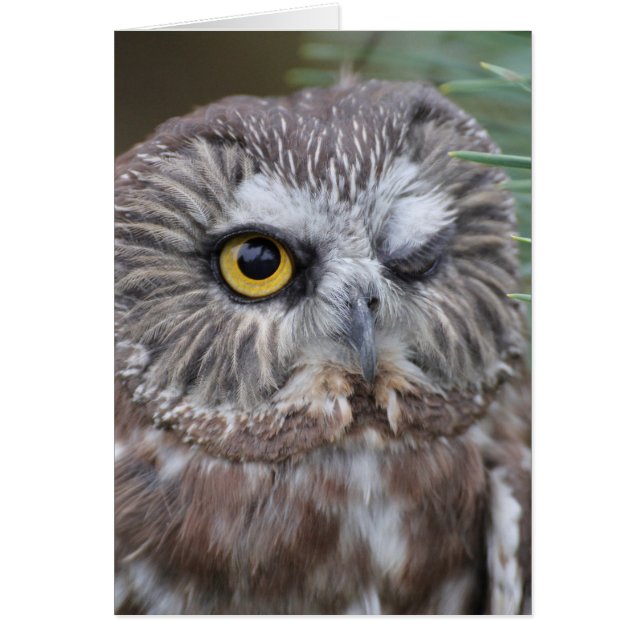 Såga-whet ugglan OBS kort (Framsidan)