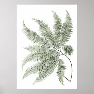 Sage Grönt Decor Fern Löv Skriv ut nr 5 Poster