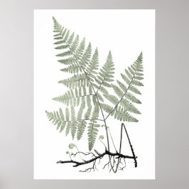 Sage Grönt Fern Botanical Illustration Skriv ut nr Poster
